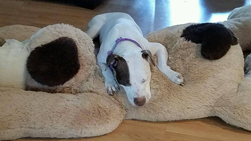 Adopt Rescue Dogs and Cats from OSCAR Animal Rescue in Sparta, NJ